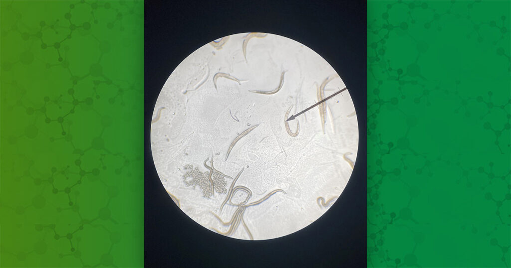 Environmental Factor - June 2025: Glowing worms: A hands-on lesson in heavy metal toxicity
