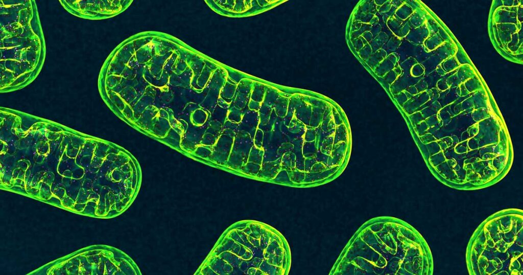 Environmental Factor – June 2025: Supercharged mitochondria can shape gene activity Environmental Factor - June 2025: Supercharged mitochondria can shape gene activity