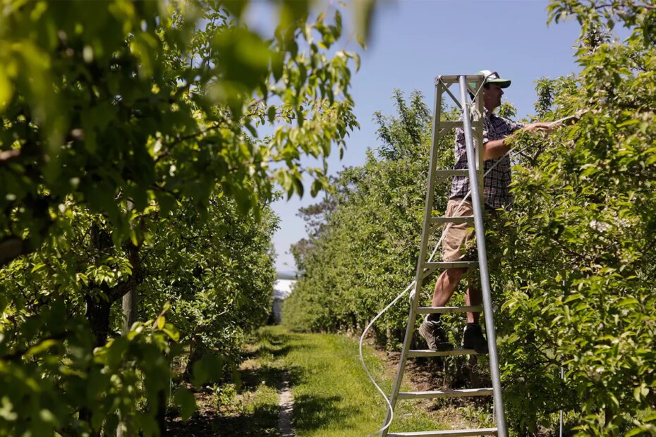 A photo of Greg Burtt tying tubing around an apple tree to stabilize it Wednesday, June 3, 2026, in Cabot, Vermont.