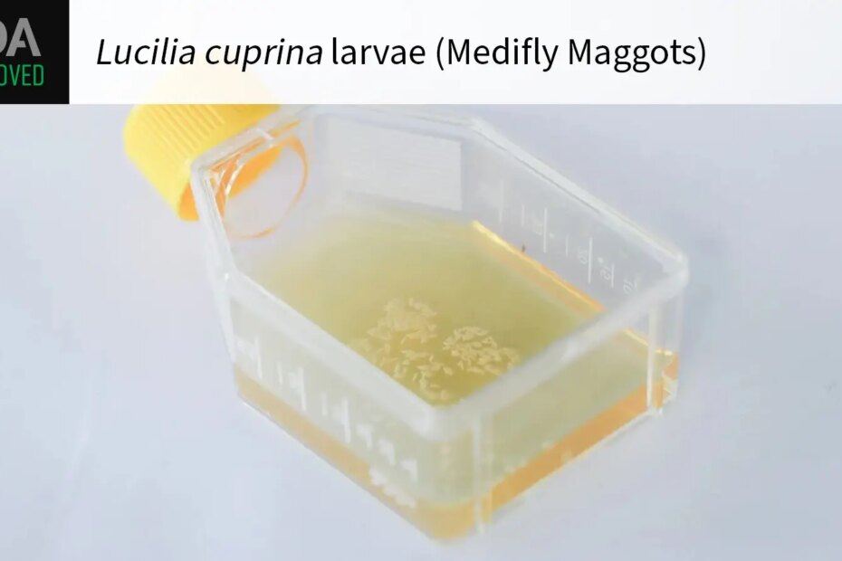 FDA APPROVED Lucilia cuprina larvae (Medifly Maggots) over a photo of the product.