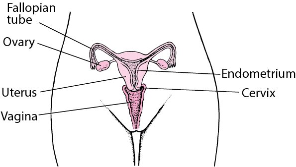 Pelvic Pain in Women – Women’s Health Pelvic Pain in Women - Women's Health