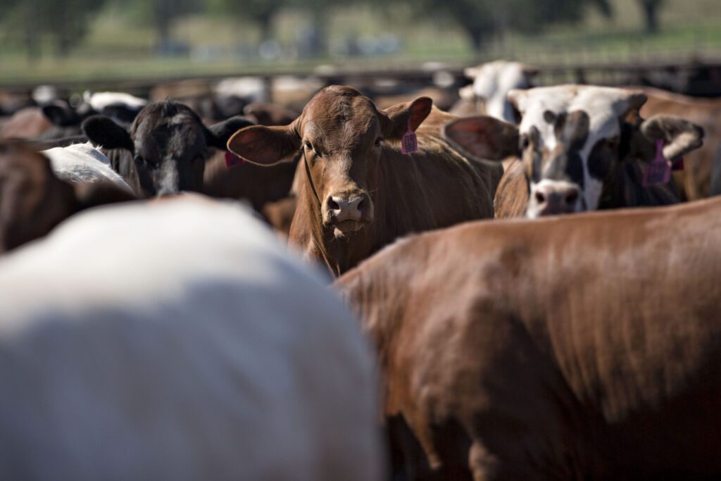 US Races to Contain Deadly Screwworm Threat to Cattle Supply US Races to Contain Deadly Screwworm Threat to Cattle Supply