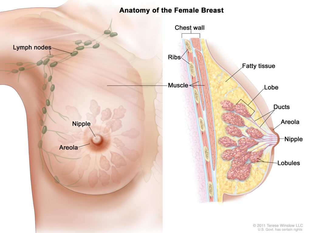 What Is Breast Cancer? – NCI What Is Breast Cancer? - NCI