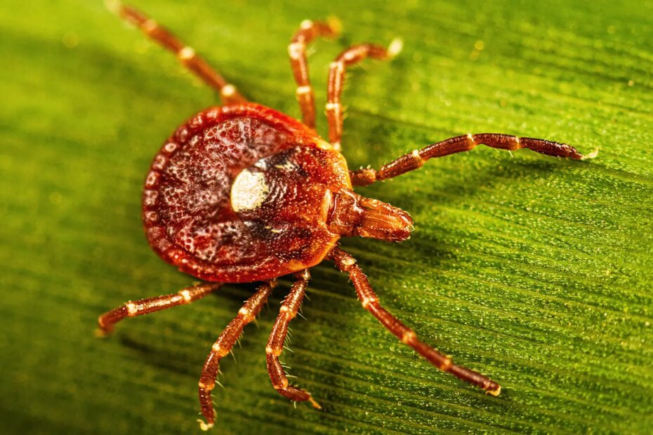 A photo of an adult female lone star tick crawling on a blade of grass.