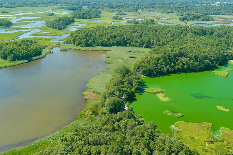 Environmental Factor - August 2024: New film series educates community about harmful algal blooms