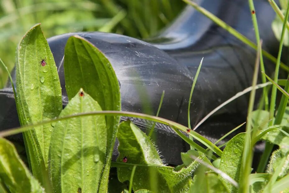 A hunter walking with ticks lurking in the grass.