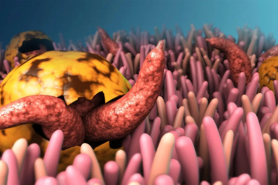A computer rendering of Cryptosporidium on cilia.
