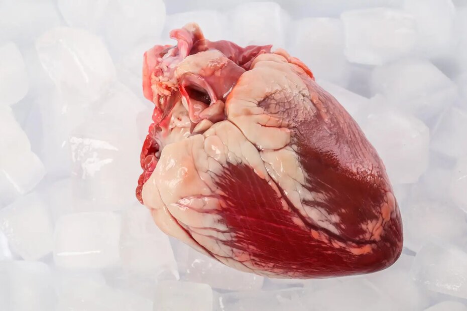 A photo of a human heart on ice.