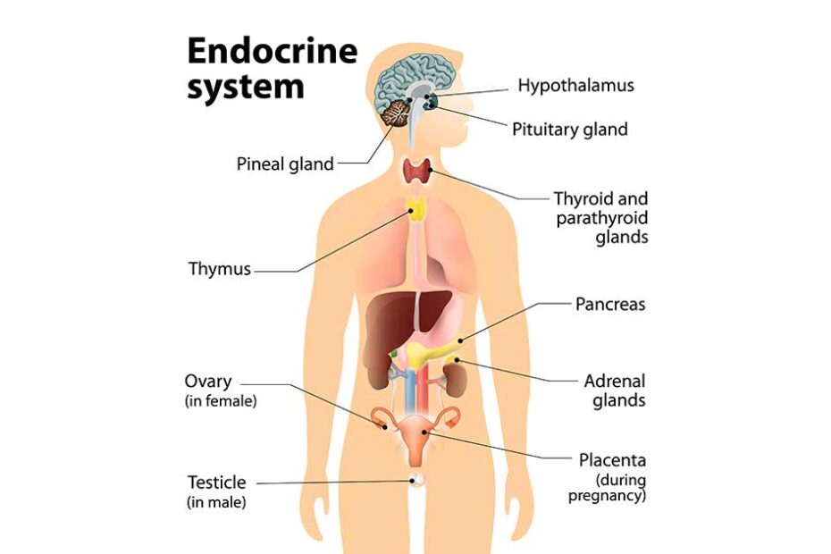 Environmental Factor - November 2023: Risk for female reproductive cancer may increase after early-life exposure to endocrine-disrupting substances