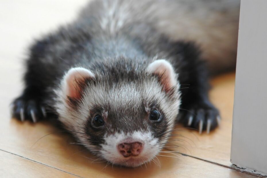Ferrets | Healthy Pets, Healthy People
