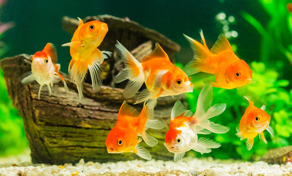 Goldfish in a tank