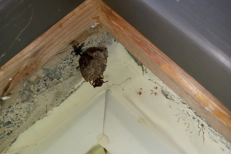A northern paper wasp on her nest. Photo credit: Jamie Kopco, Penn State Extension