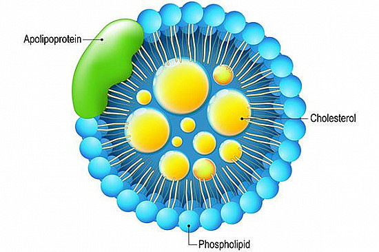 Is an apoB test a better way to check your cholesterol?
