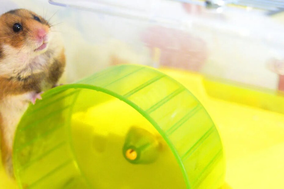 A photo of a hamster in a cage.