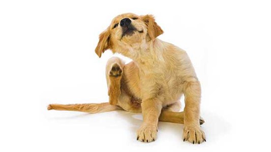 Preventing Fleas | Fleas | CDC