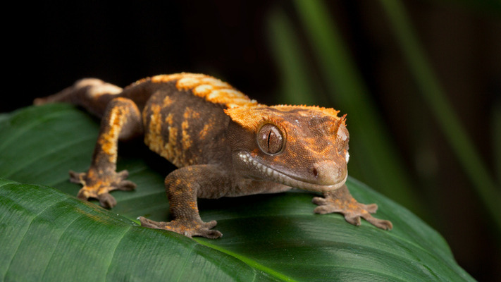 Reptiles and Amphibians | Healthy Pets, Healthy People