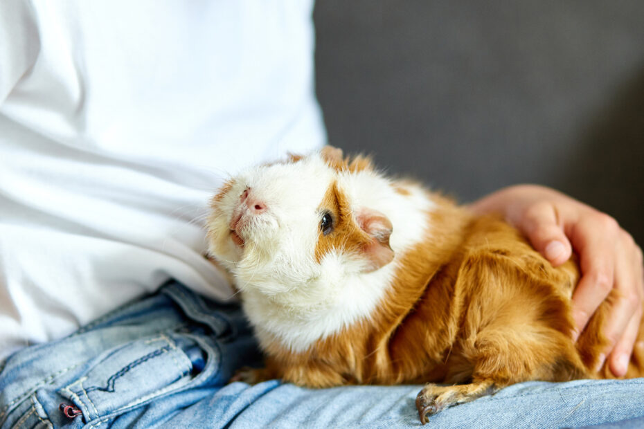 Small Mammals | Healthy Pets, Healthy People