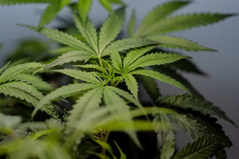 A photo of a marijuana plant.