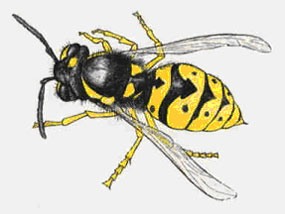 A color drawing of a yellow and black wasp.