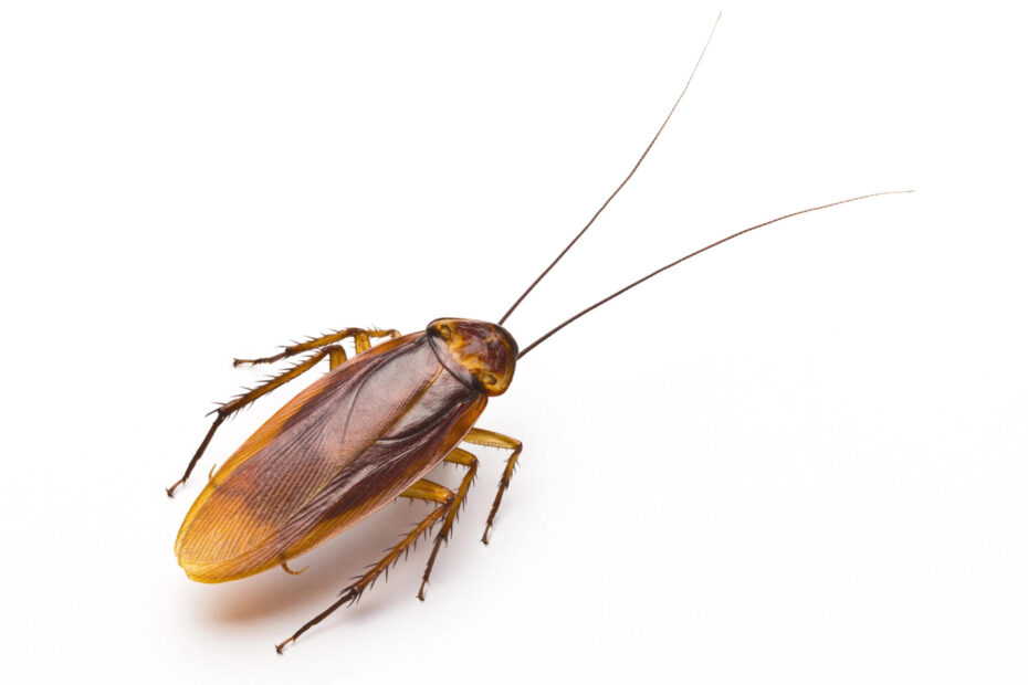 ‘Cockroaches in My Food’ Claim Leads to Insurance Fraud Charge